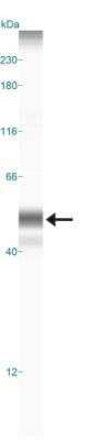Simple Western: Cyr61/CCN1 AntibodyBSA Free [NB100-356]