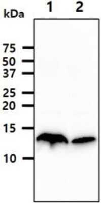 Western Blot: Cystatin A Antibody (1B12)BSA Free [NBP2-59470]