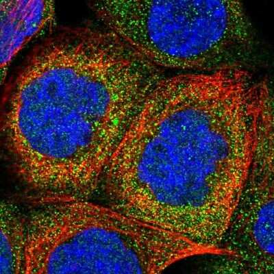 Immunocytochemistry/ Immunofluorescence: Cystatin B/Stefin B Antibody [NBP1-85430]