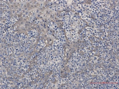 Immunohistochemistry-Paraffin: Cystatin B/Stefin B Antibody (S02-7D7) [NBP3-19854]
