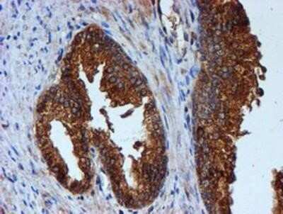 Flow Cytometry: Cystatin C Antibody (OTI2C8) - Azide and BSA Free [NBP2-70472]