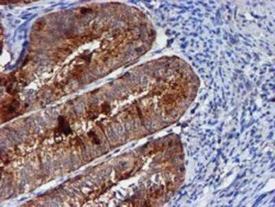Immunohistochemistry: Cystatin C Antibody (OTI2C8) - Azide and BSA Free [NBP2-70472]
