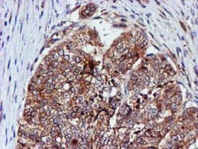 Immunohistochemistry: Cystatin C Antibody (OTI2C8) - Azide and BSA Free [NBP2-70472]