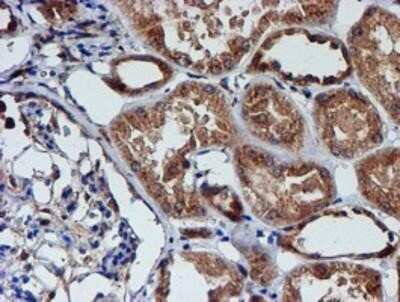 Immunohistochemistry: Cystatin C Antibody (OTI2C8) - Azide and BSA Free [NBP2-70472]