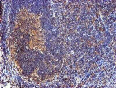 Immunohistochemistry: Cystatin C Antibody (OTI2C8) - Azide and BSA Free [NBP2-70472]