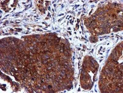 Immunohistochemistry-Paraffin: Cystatin C Antibody (OTI2C8) [NBP2-01875]