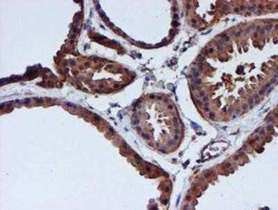 Immunohistochemistry-Paraffin: Cystatin C Antibody (OTI2C8) [NBP2-01875]
