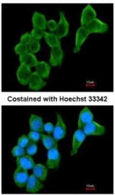 Immunocytochemistry/ Immunofluorescence: Cystatin S Antibody [NBP1-32996]
