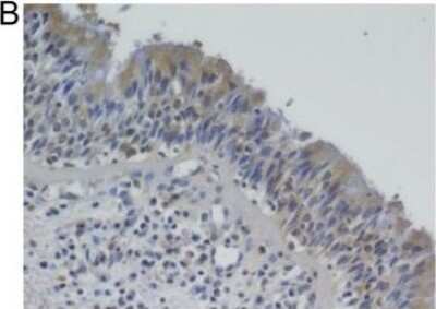 Immunohistochemistry: Cystatin SN Antibody [H00001469-B01P]