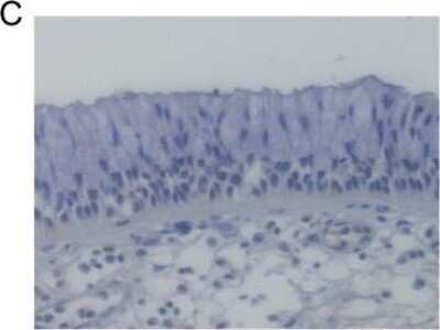 Immunohistochemistry: Cystatin SN Antibody [H00001469-B01P]