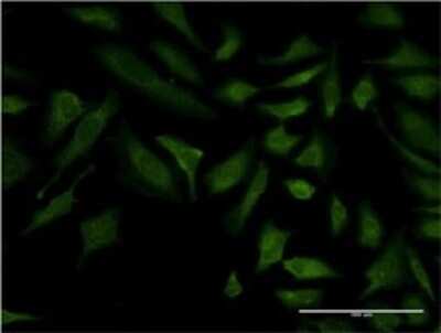 Immunocytochemistry/ Immunofluorescence: Cytochrome C Oxidase subunit 6c Antibody (4G4-2A8) [H00001345-M01]