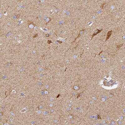 Immunohistochemistry-Paraffin: Cytochrome C Oxidase subunit 6c Antibody [NBP2-37857]