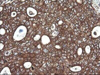 Immunohistochemistry: Cytochrome C Oxidase subunit 6c Antibody (OTI4B11) - Azide and BSA Free [NBP2-70430]