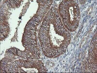 Immunohistochemistry: Cytochrome C Oxidase subunit 6c Antibody (OTI4B11) - Azide and BSA Free [NBP2-70430]