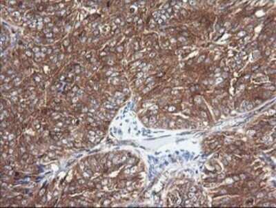 Immunohistochemistry: Cytochrome C Oxidase subunit 6c Antibody (OTI4B11) - Azide and BSA Free [NBP2-70430]