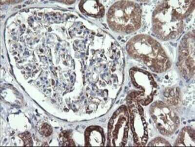 Immunohistochemistry: Cytochrome C Oxidase subunit 6c Antibody (OTI4B11) - Azide and BSA Free [NBP2-70430]