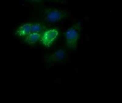 Immunofluorescence: Cytochrome C Oxidase subunit 6c Antibody (OTI4B11) [NBP2-45645]