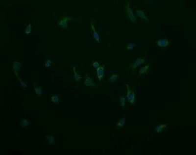 Immunofluorescence: Cytochrome C Oxidase subunit 6c Antibody (OTI4B11) [NBP2-45645]