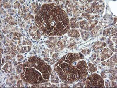 Immunohistochemistry: Cytochrome C Oxidase subunit 6c Antibody (OTI4B11) [NBP2-45645]