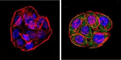 Immunocytochemistry/ Immunofluorescence: Cytochrome P450 1A1/1A2 Antibody (MC1) [NB100-74398]