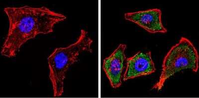Immunocytochemistry/ Immunofluorescence: Cytochrome P450 1A1/1A2 Antibody (MC1) [NB100-74398]
