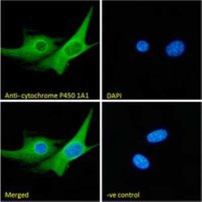 Immunocytochemistry/ Immunofluorescence: Cytochrome P450 1A1 Antibody [NBP1-97762]