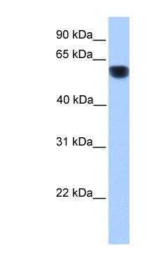 Western Blot: Cytochrome P450 1A1 Antibody [NBP1-62405]
