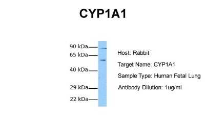 Western Blot: Cytochrome P450 1A1 Antibody [NBP1-62405]