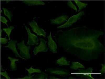 Immunocytochemistry/ Immunofluorescence: Cytochrome P450 1A2 Antibody (2D7) [H00001544-M07]
