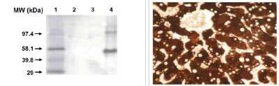 Western Blot: Cytochrome P450 1A2 Antibody (3B8C1) [NBP3-11913]