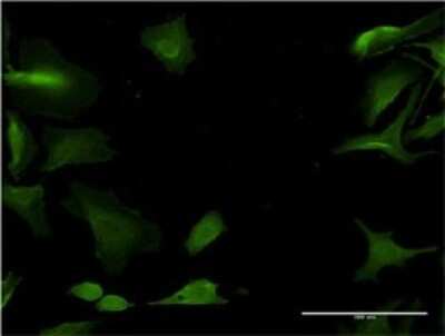 Immunocytochemistry/ Immunofluorescence: Cytochrome P450 1A2 Antibody (3D2) [H00001544-M10]