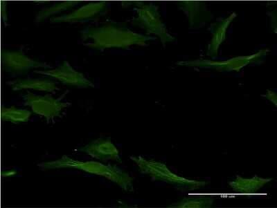 Immunocytochemistry/ Immunofluorescence: Cytochrome P450 1A2 Antibody (4B3) [H00001544-M09]