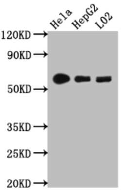 Western Blot: Cytochrome P450 1A2 Antibody (8B2) [NBP3-15169]