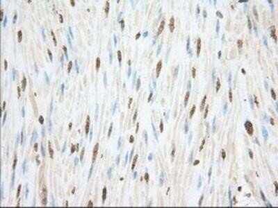 Immunohistochemistry: Cytochrome P450 1A2 Antibody (OTI8F1) - Azide and BSA Free [NBP2-70518]