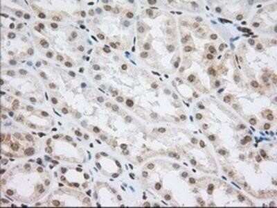 Immunohistochemistry: Cytochrome P450 1A2 Antibody (OTI8F1) - Azide and BSA Free [NBP2-70518]