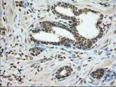 Immunohistochemistry-Paraffin: Cytochrome P450 1A2 Antibody (OTI8F1) [NBP2-02563]