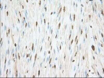 Immunohistochemistry-Paraffin: Cytochrome P450 1A2 Antibody (OTI8F1) [NBP2-02563]