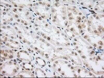 Immunohistochemistry-Paraffin: Cytochrome P450 1A2 Antibody (OTI8F1) [NBP2-02563]