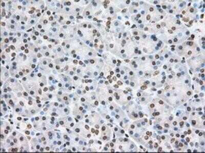 Immunohistochemistry-Paraffin: Cytochrome P450 1A2 Antibody (OTI8F1) [NBP2-02563]