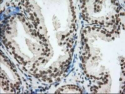 Immunohistochemistry-Paraffin: Cytochrome P450 1A2 Antibody (OTI8F1) [NBP2-02563]