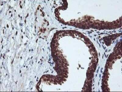 Flow Cytometry: Cytochrome P450 2A6 Antibody (OTI1D2) - Azide and BSA Free [NBP2-70524]