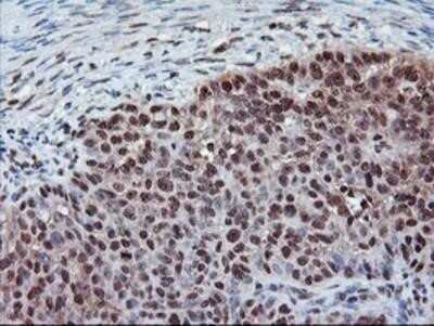 Immunohistochemistry-Paraffin: Cytochrome P450 2A6 Antibody (OTI1D2) [NBP2-01437]