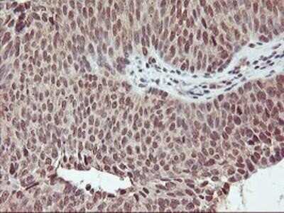 Immunohistochemistry-Paraffin: Cytochrome P450 2A6 Antibody (OTI1D2) [NBP2-01437]