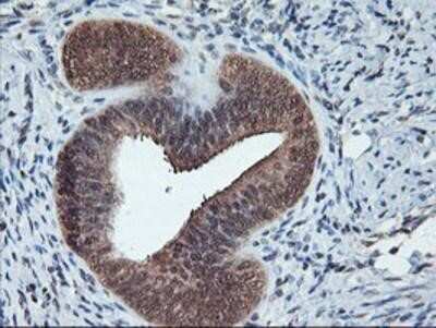 Immunohistochemistry-Paraffin: Cytochrome P450 2A6 Antibody (OTI1D2) [NBP2-01437]