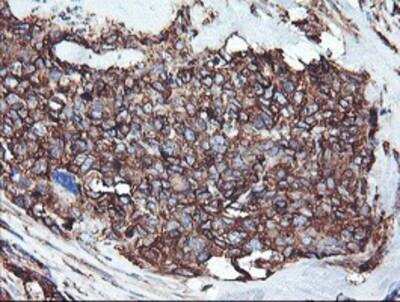 Immunohistochemistry-Paraffin: Cytochrome P450 2B6 Antibody (OTI3D5) [NBP2-01800]