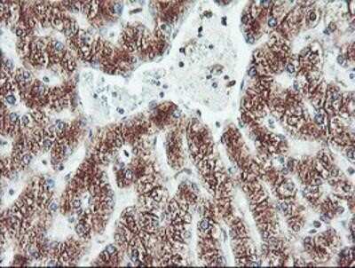 Flow Cytometry: Cytochrome P450 2B6 Antibody (OTI3D5) - Azide and BSA Free [NBP2-70526]