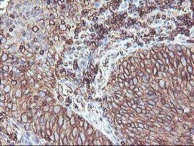 Immunohistochemistry: Cytochrome P450 2B6 Antibody (OTI3D5) - Azide and BSA Free [NBP2-70526]