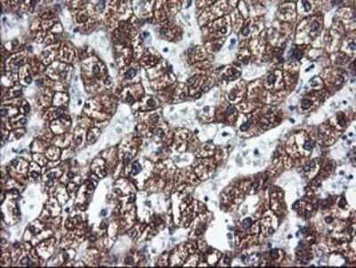 Immunohistochemistry: Cytochrome P450 2C9 Antibody (OTI1D7) - Azide and BSA Free [NBP2-70528]