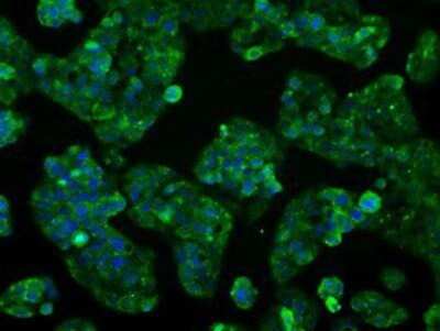 Immunocytochemistry/ Immunofluorescence: Cytochrome P450 2E1 Antibody (OTI5B9) - Azide and BSA Free [NBP2-70531]