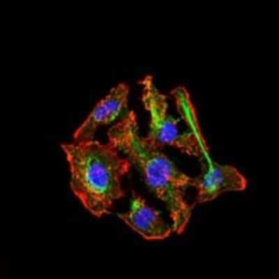 Immunocytochemistry/ Immunofluorescence: Cytochrome P450 3A4 Antibody (3H8) - BSA Free [NBP2-37502]